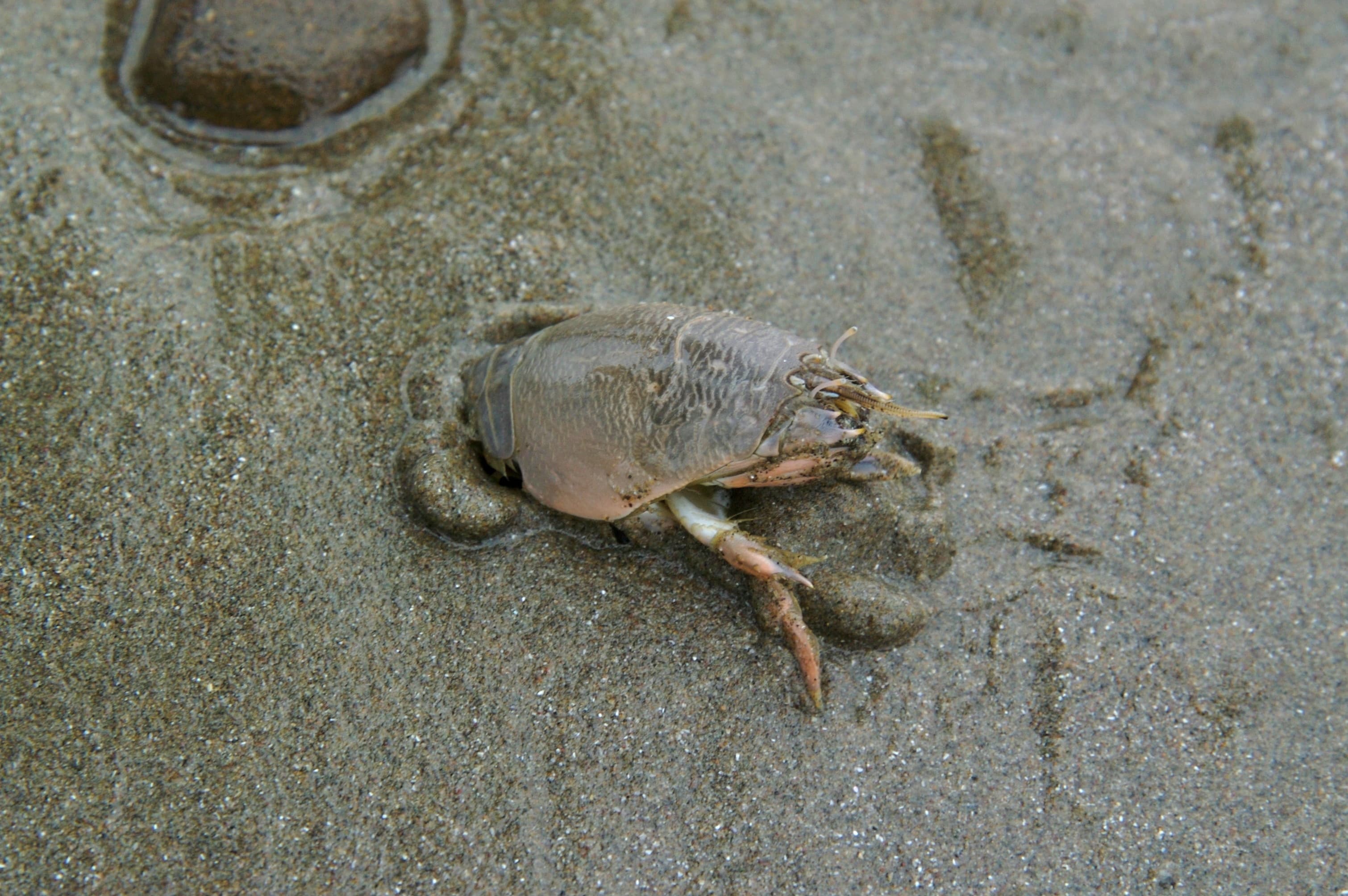 Sand flea bait close up